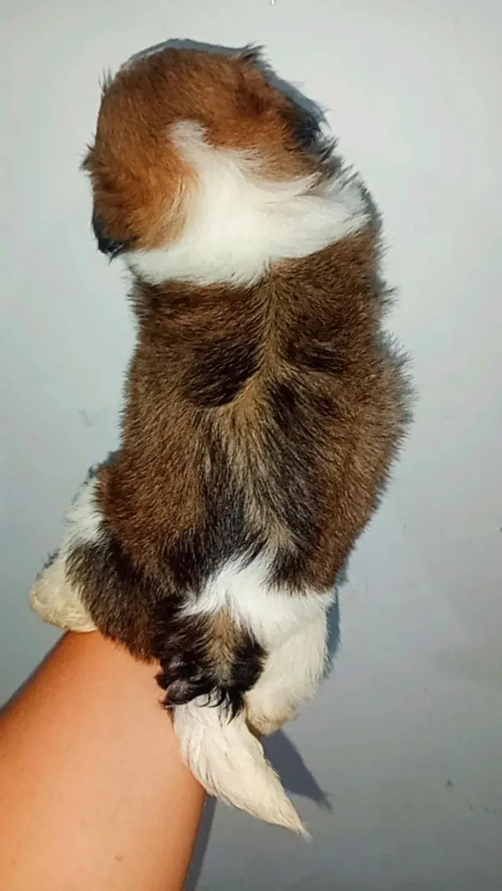 Filhote Shih Tzu Macho