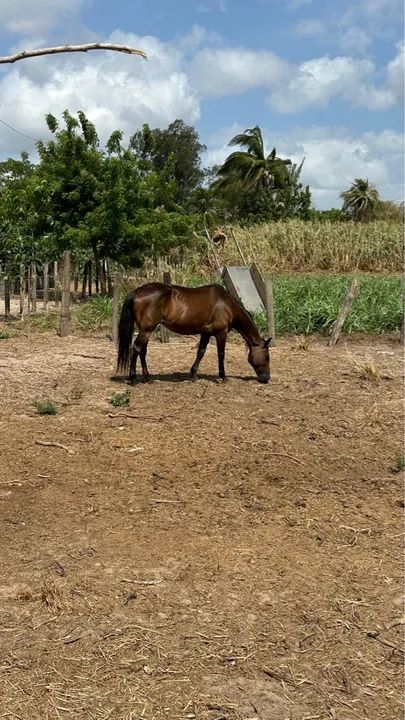 Cavalos de vaquejada  - Foto 3