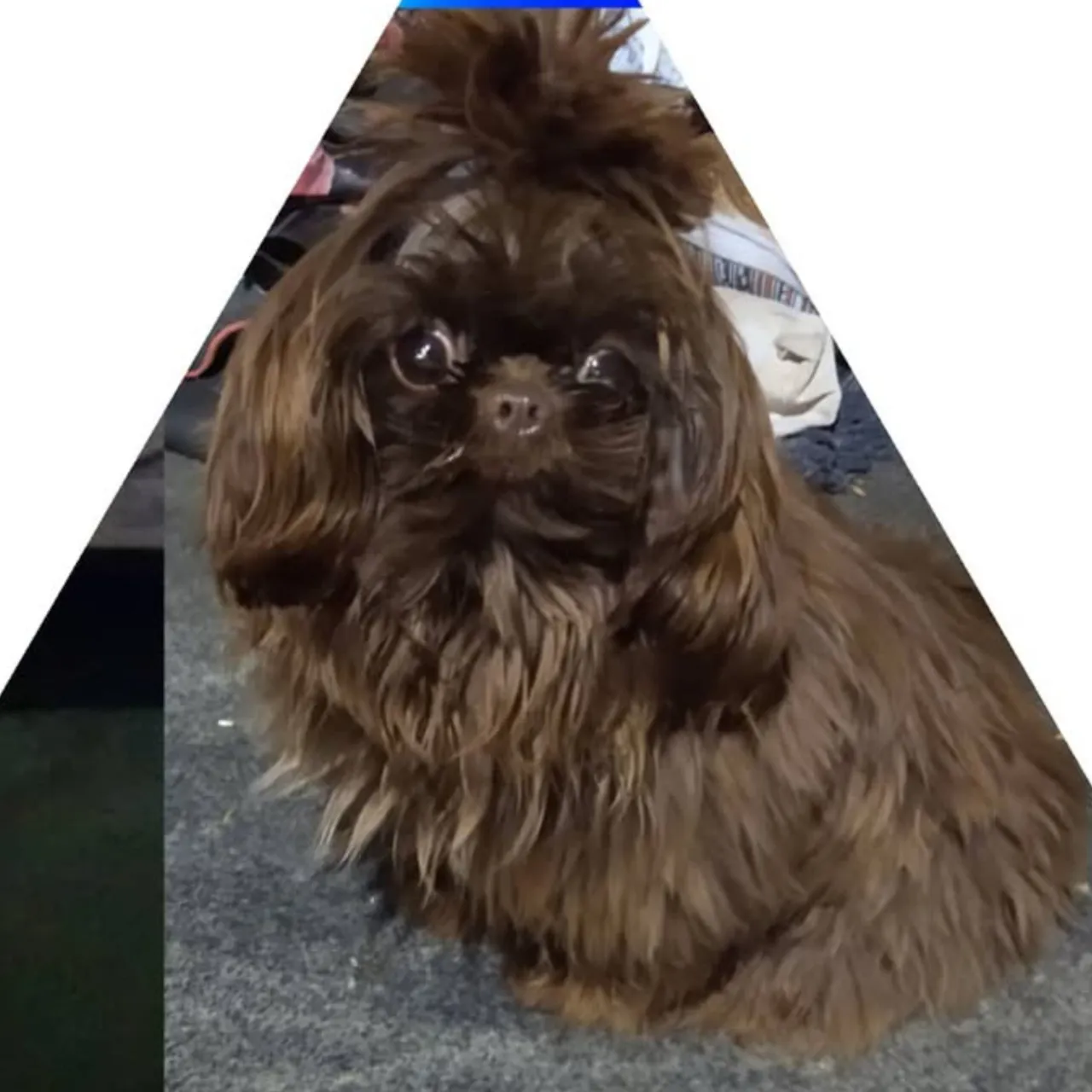 Shih Tzu macho mini chocolate sólido