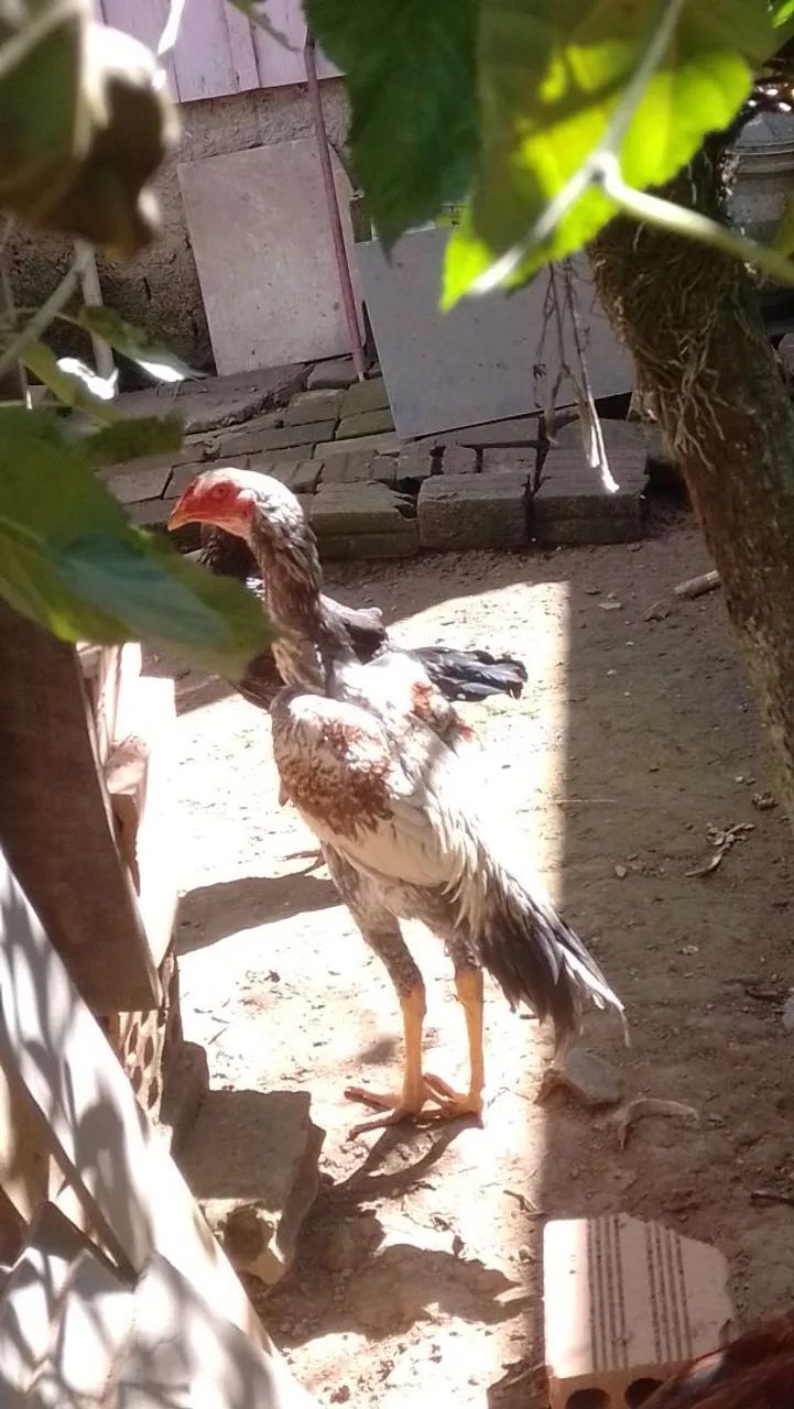 Frango - Excelente exemplar