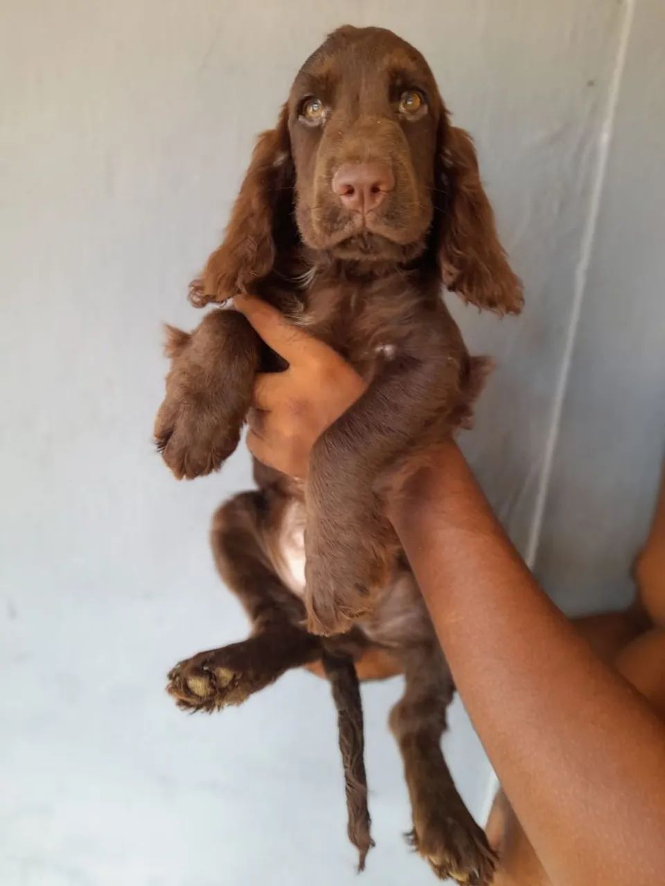 Filhote de Cocker Spaniel Inglês