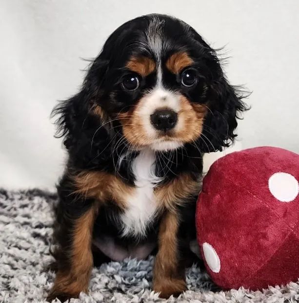 Fêmea Cavalier King Pequena com Microchip e Vacinas