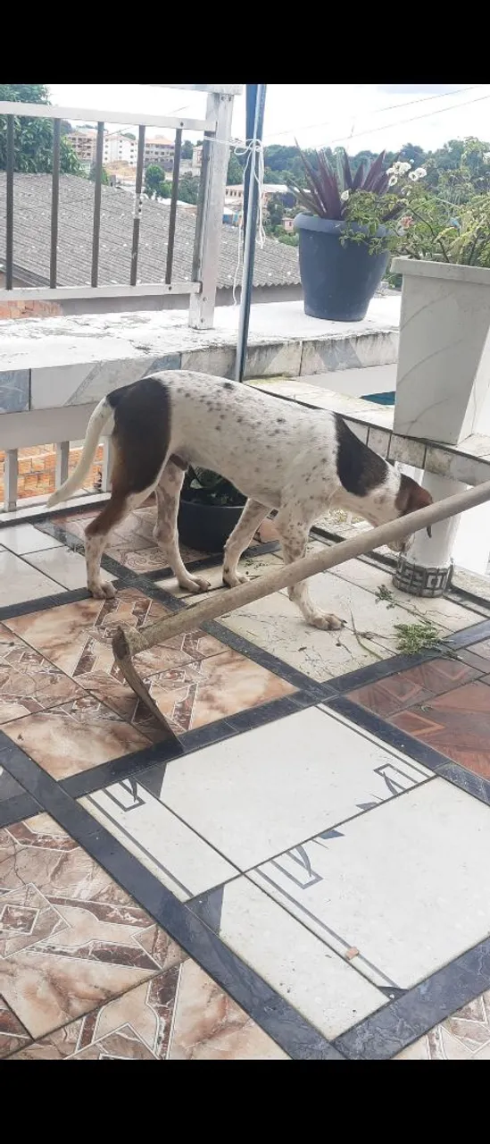 Cão de porte médio
