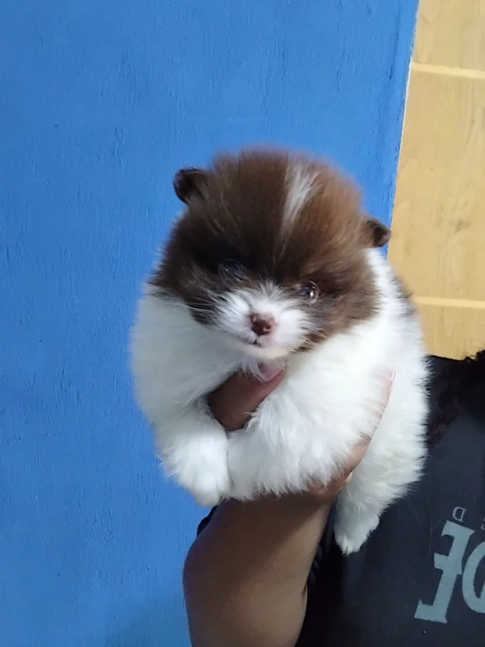 Filhote de Spitz Alemão Anão 