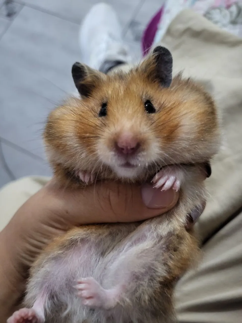 Hamsters Sírios