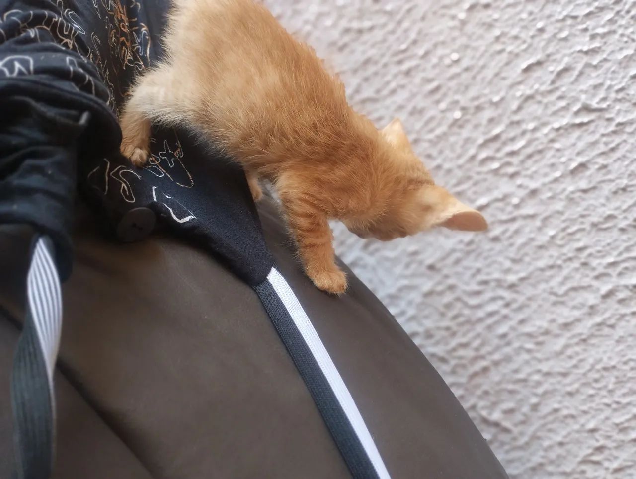 Gatinho para doação, já come ração ? - Foto 3