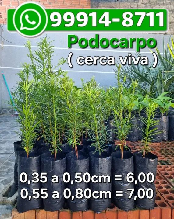 Podocarpos para cerca viva - Foto 5