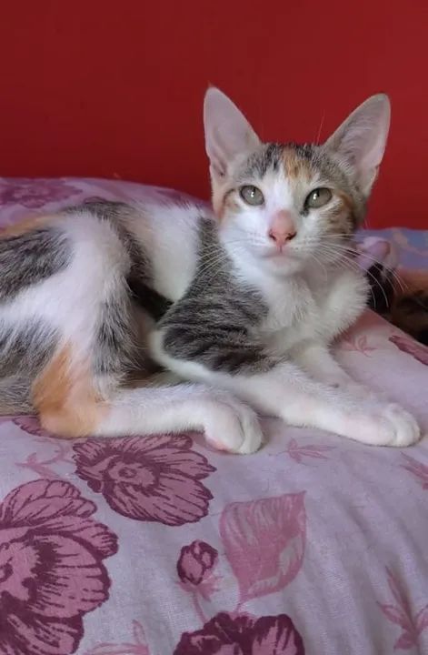 Gata filhote Alicia - Castrada, vacinada e desparasitada  - Foto 2