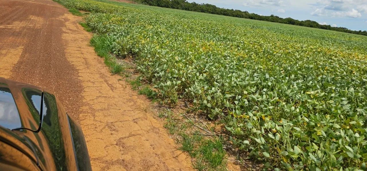 Fazenda Para arendamento ou venda no Muni. de Nova Ubiratã - MT - Foto 2