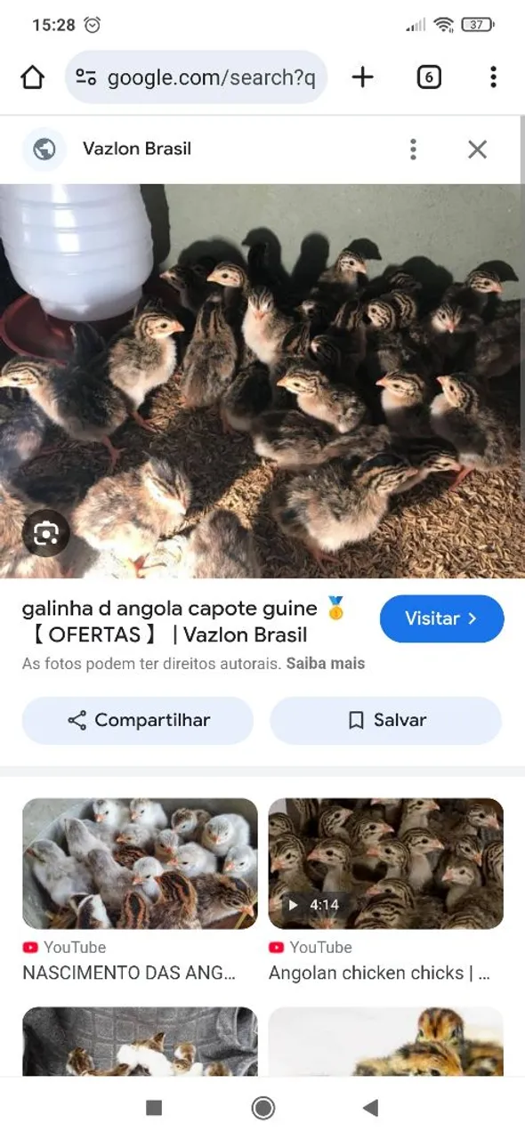 Pintos de Angola Capote Guine