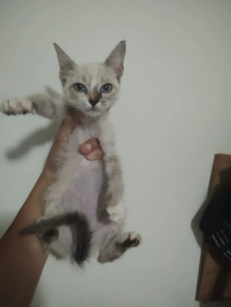 Filhote Siamesinho pra Adoção  - Foto 5