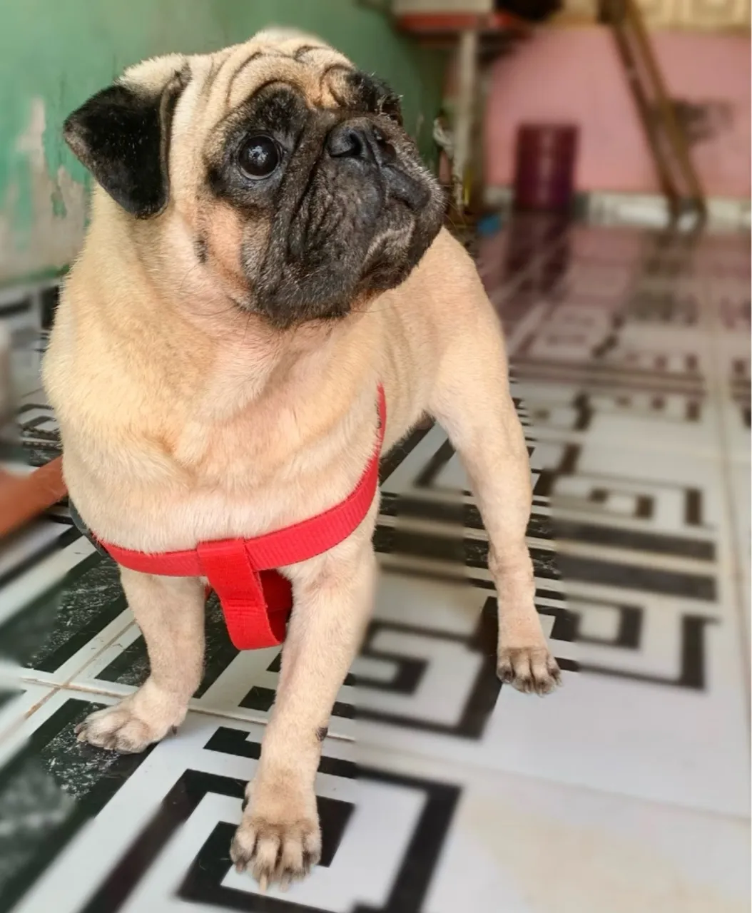Pug para cruzar
