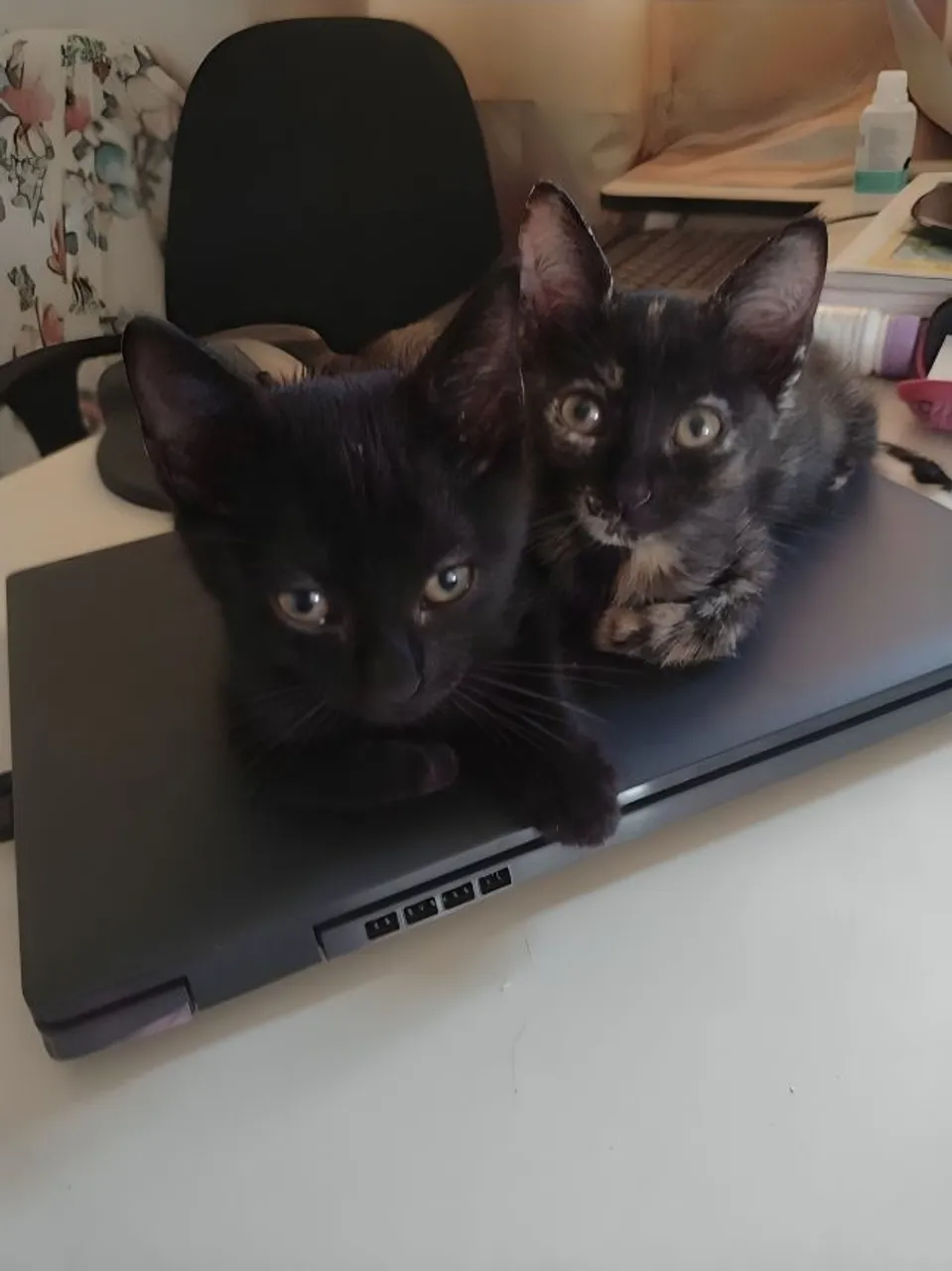 Dois gatinhos fofinhos para adoção