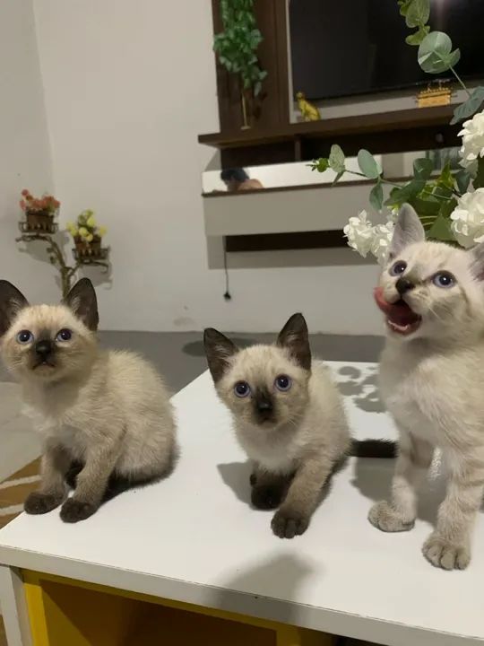 Três Gatinhos Siamês Lindos à Procura de um Lar
