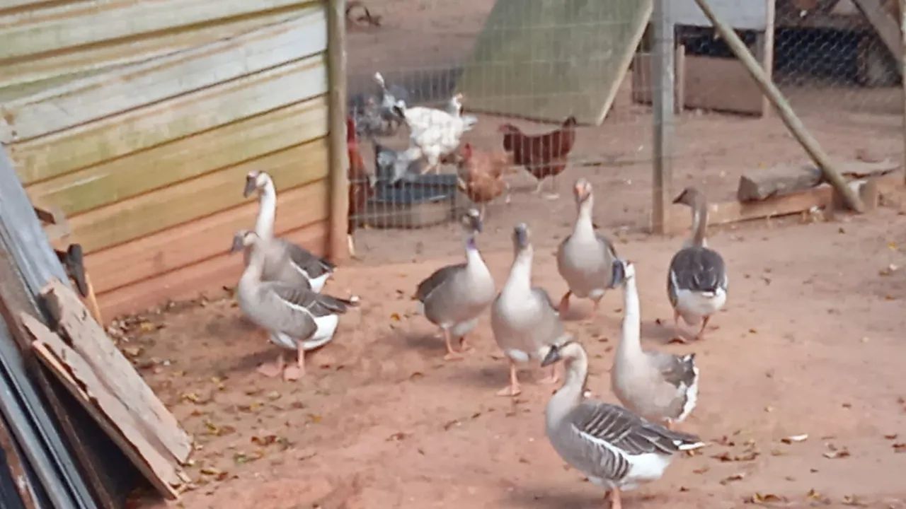 Lico - Animais para agropecuária - Parque Santa Rosa, Campos dos ...