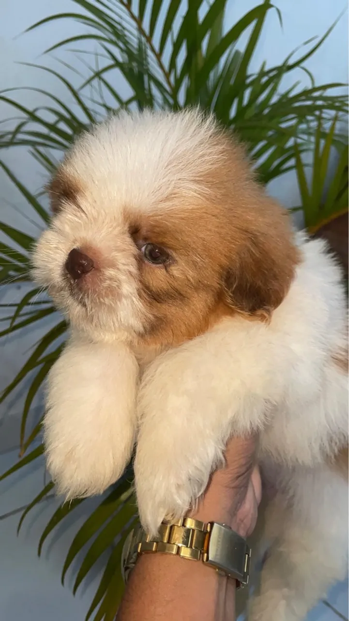 Filhote de Shih Tzu: machos !