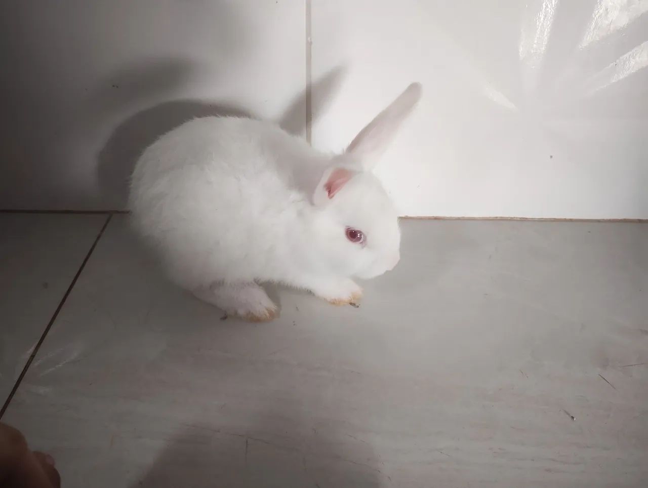 Coelhinho branco fofinho 50 reais - Foto 2