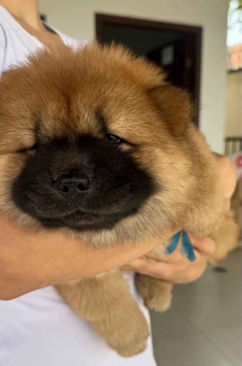 Vendo chow chow 