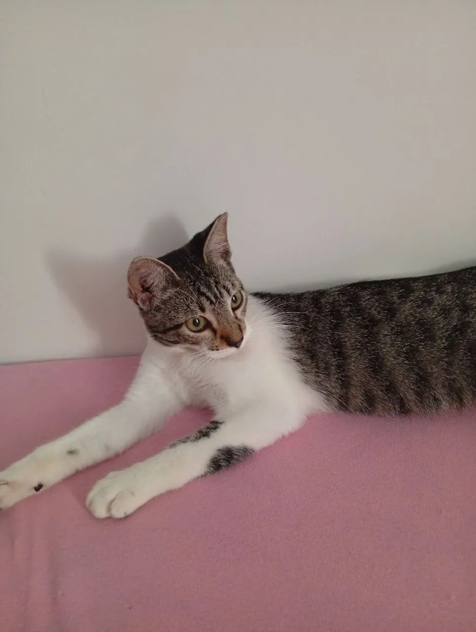 Gato filhote macho para adoção  - Foto 2