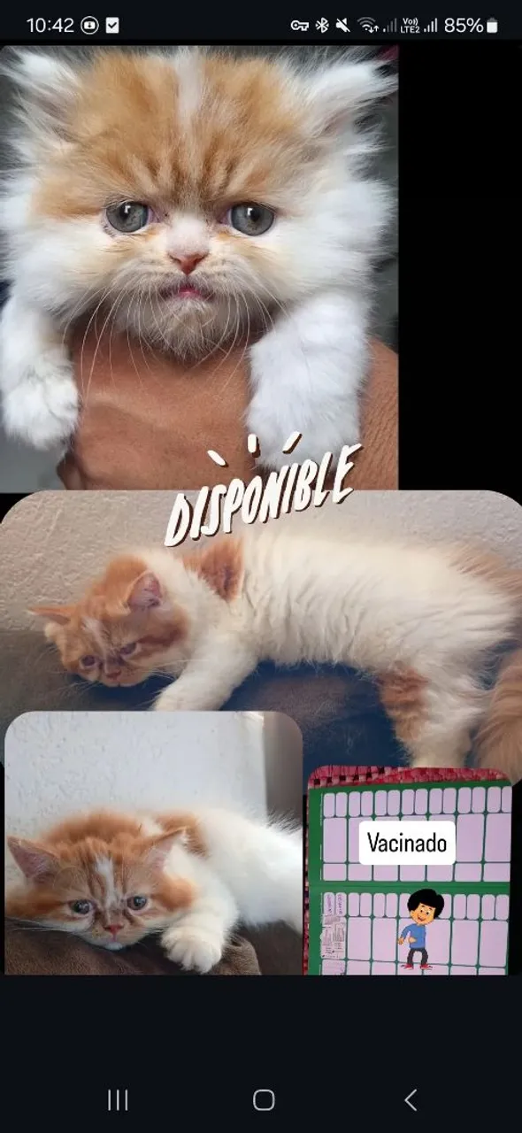 Gatinho Persa Disponível - Vacina em Dia!