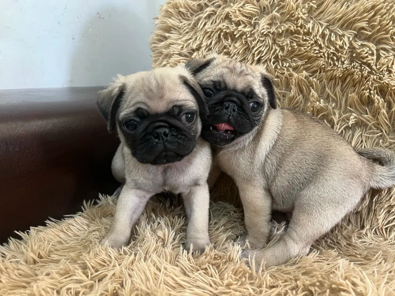 Cachorro pug - Foto 4
