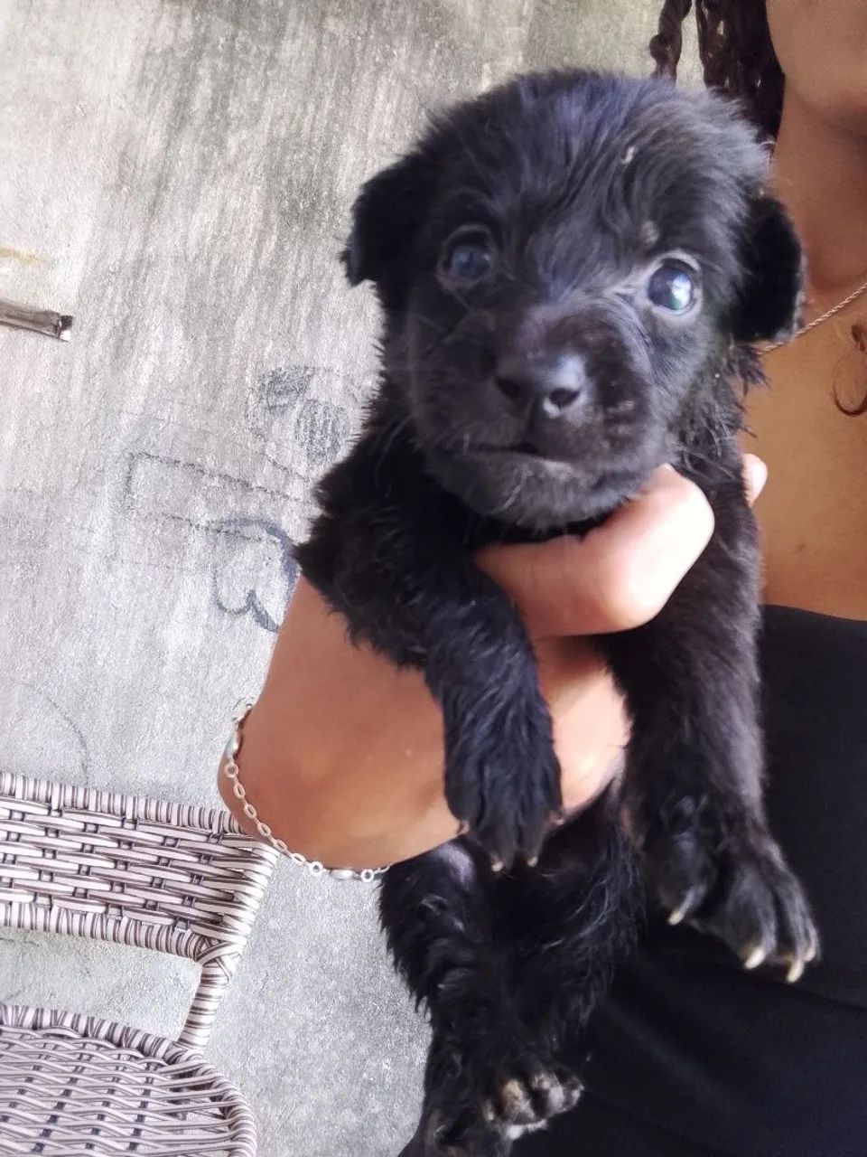 Cachorrinho pra adoção responsável  - Foto 3