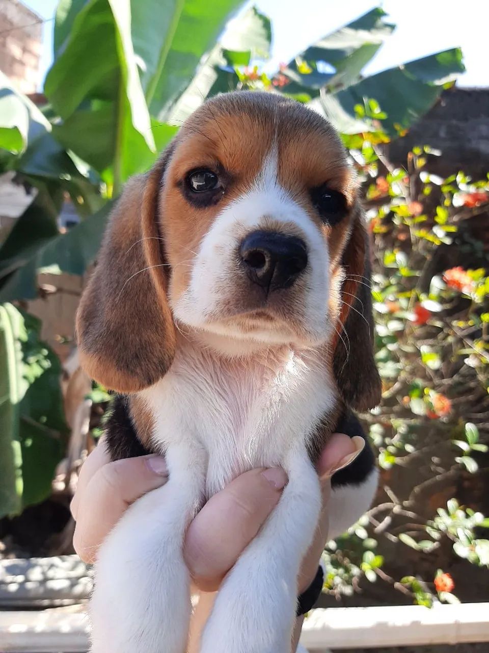 Beagle Tricolor / Bicolor Filhotes 13 polegadas com Pedigree - Foto 2