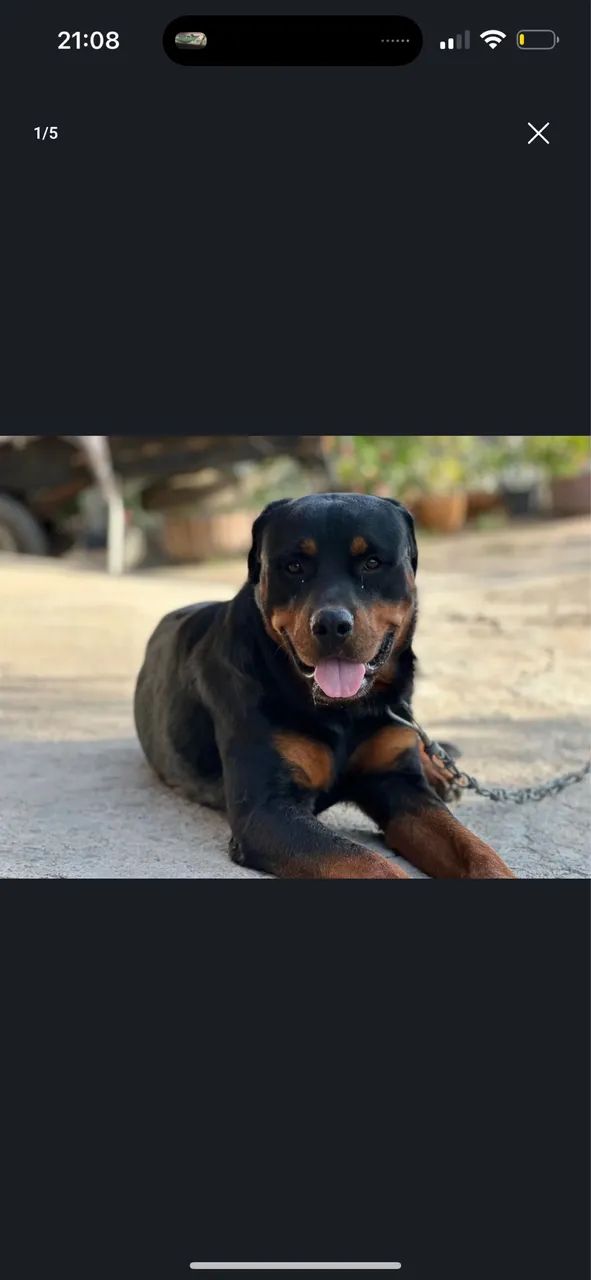 Rottweiler  - Foto 5