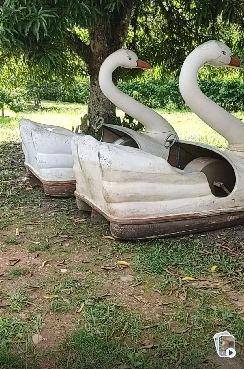 1 Pedalinho cisne 