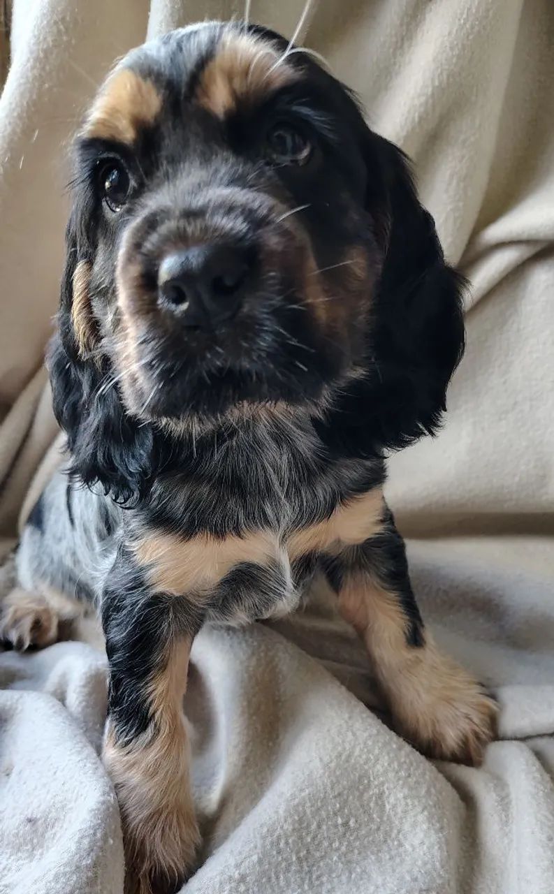 cocker spaniel inglês  - Foto 3