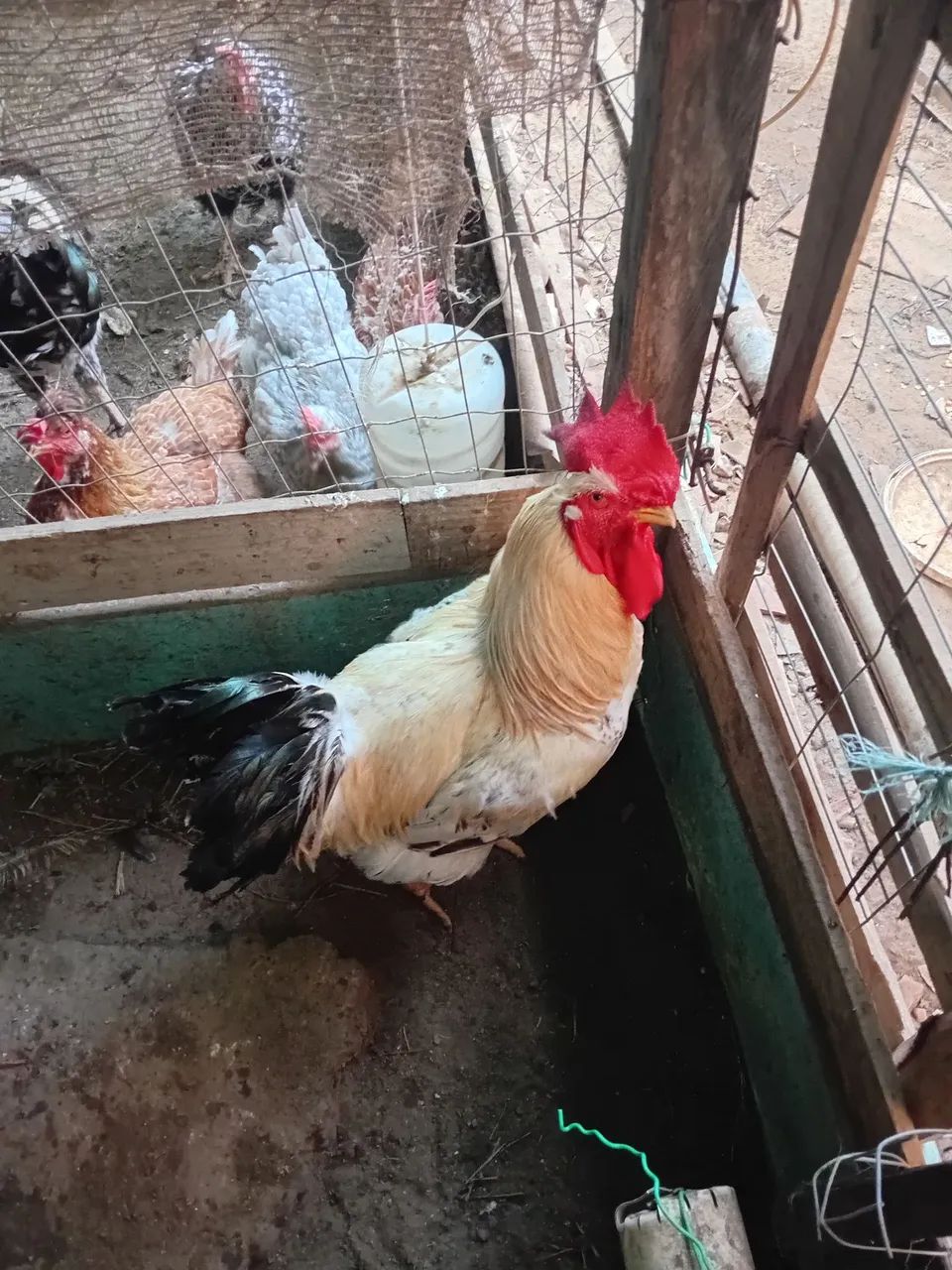 Galinha sertaneja balão  - Foto 5