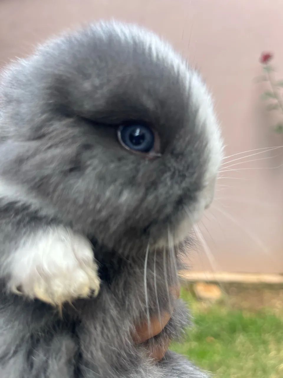 Mini coelho - Foto 5