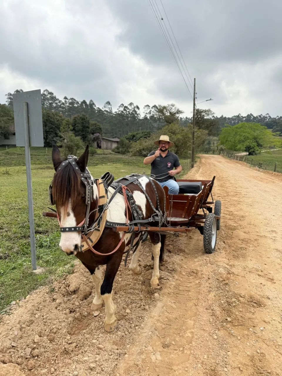 Cavalo crioulo Castrado 