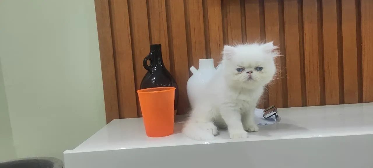 Gato persa  - Foto 4