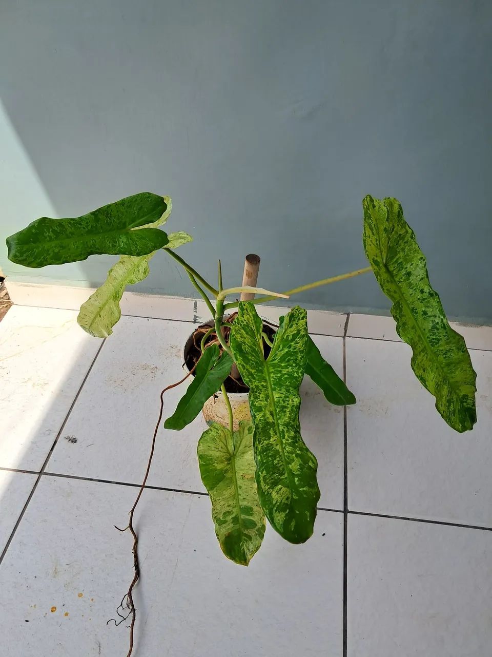 Planta  - Foto 2