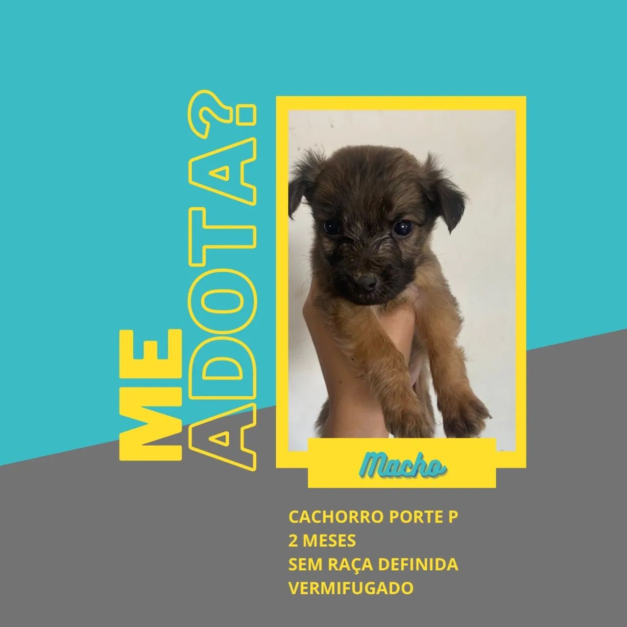 Doação de filhotes
