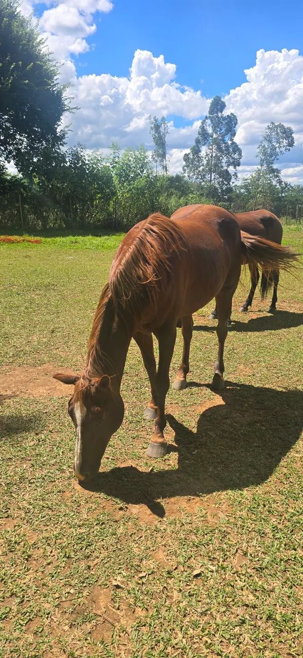 Egua quarto de milha 3 anos