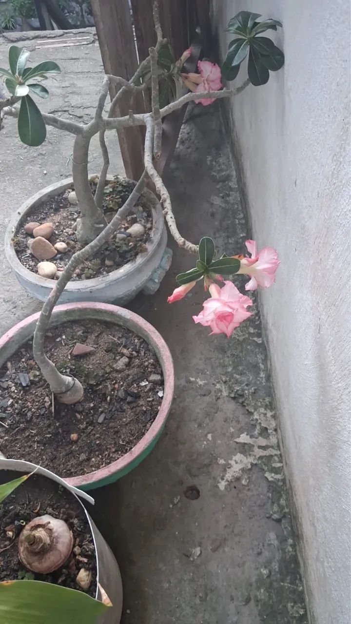 Rosa do Deserto - Foto 2