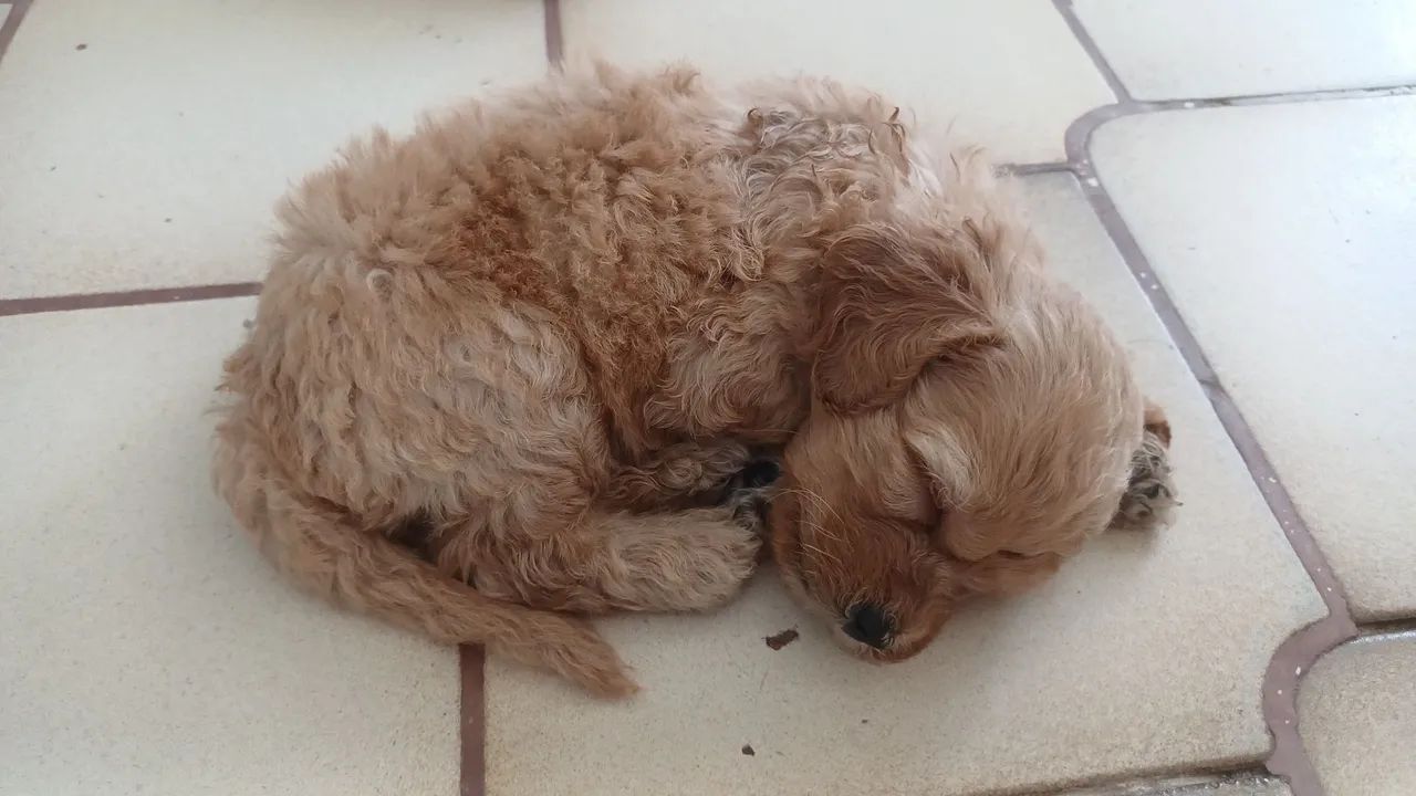 Filhotes de Poodle - Foto 5