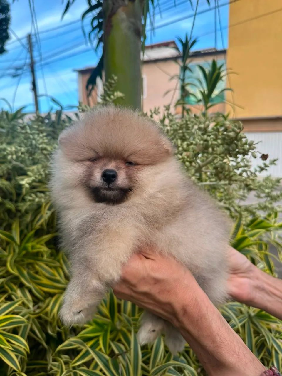 Glorioso  spitz alemão macho - Foto 4
