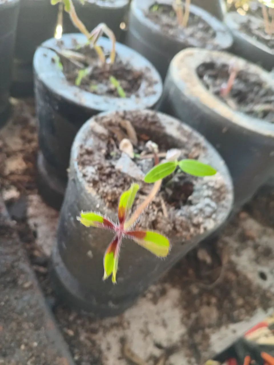 Mudas trevo  4 folhas - Foto 2