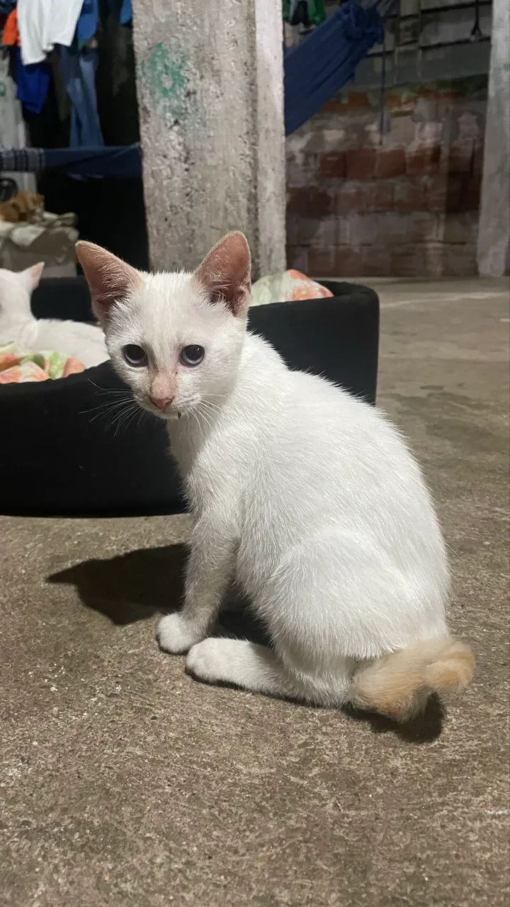 Doa-se gatinhos filhotes  - Foto 2