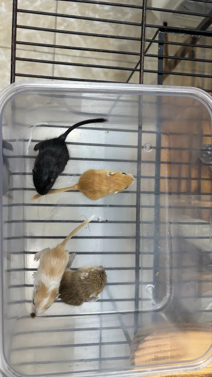 Gerbil |Esquilo da Mongólia| Gerbo  - Foto 5