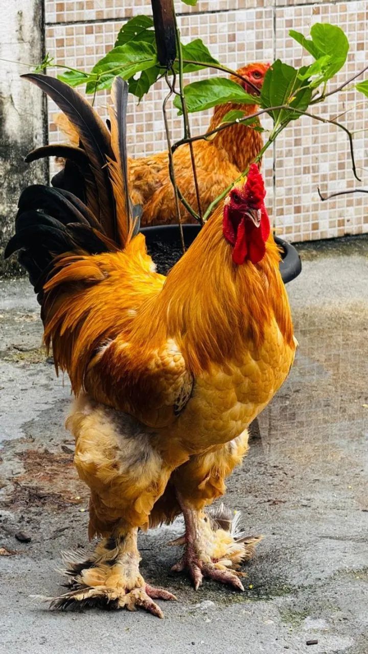 Animais para agropecuária