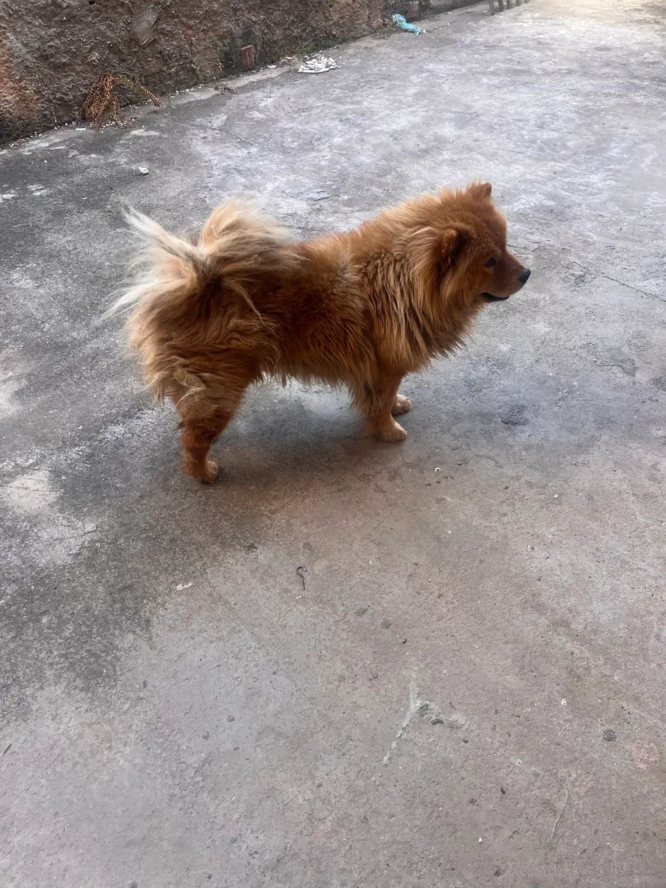 Chow Chow
