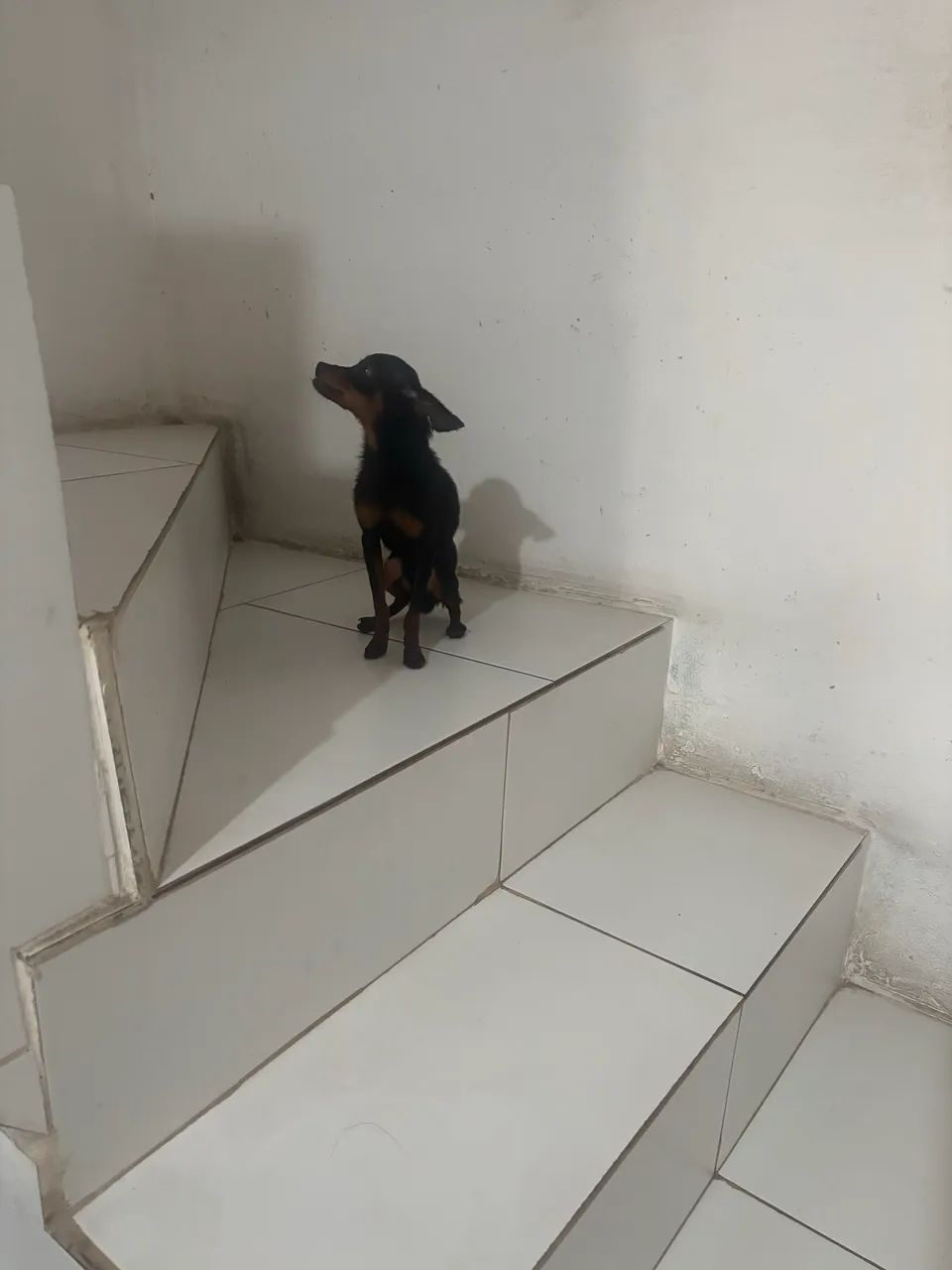 Pinscher zero - Foto 3
