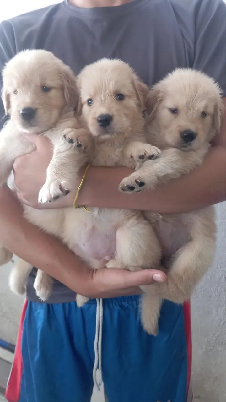 Golden retriever 