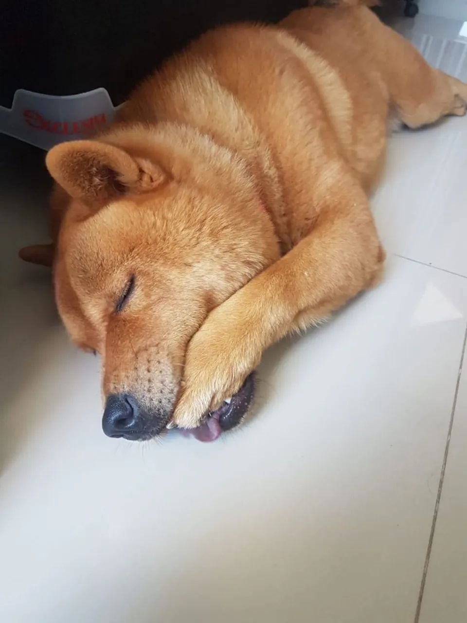 Doa-se Chow-chow  - Foto 5