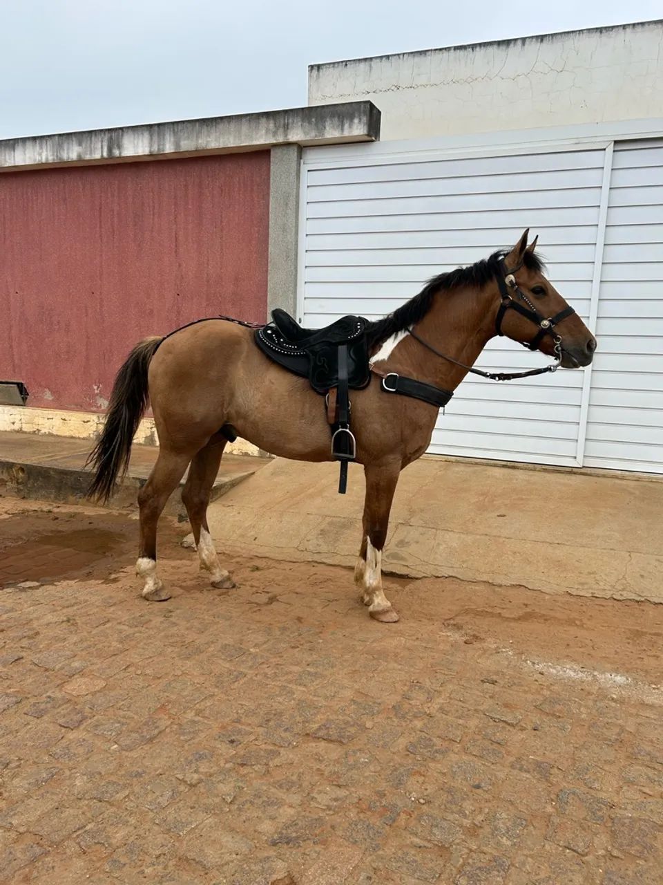 Cavalo  - Foto 4