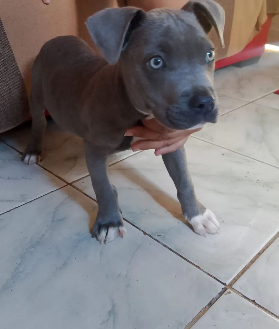 Cachorro - Foto 2
